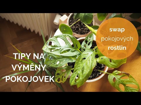 Video: Měli byste otočit monstera?