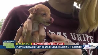 Nebraska animal rescue takes in more than two dozen dogs displaced by Texas floods
