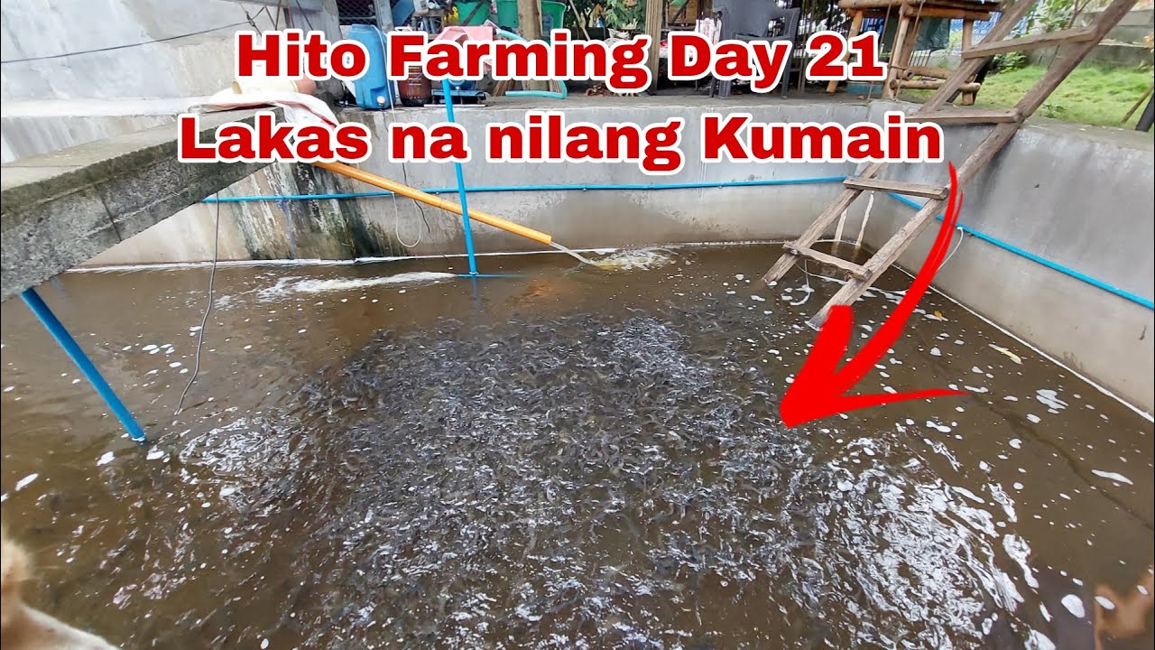 Tips bakit walang ganang Kumain ang mga Alagang Hito