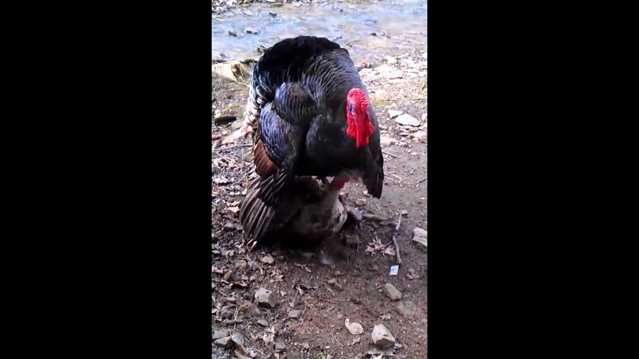 A little turkey porn ! - YouTube A little turkey porn ! - YouTube