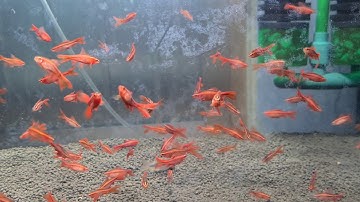 Diếc anh đào Vây dài siêu đỏ..