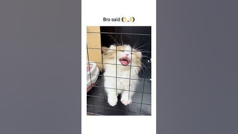 bro really said 🌔_🌖 #memes #funny #funnyclips #tiktok #reels #shorts