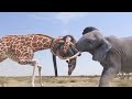 Elephant Vs Giraffe Water Bottle Fight