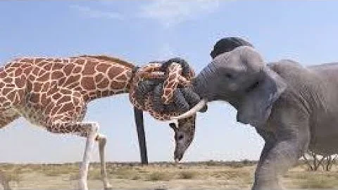 Elephant vs Giraffe water bottle fight