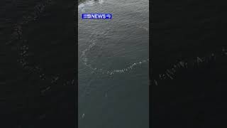 Paddle out at Bondi Beach for attack victims