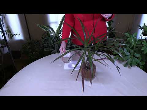 Video: Vai jūs varat laistīt augus ar akvārija ūdeni - augu laistīšana ar akvārija ūdeni