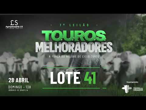LOTE 41