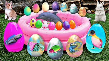 Bắt Các Con Vật Dể Thương, Bắt Mèo Dể Thương, Cua, Rùa, Cá Koi, Cá Vàng, Thỏ, Cá Trê, Vịt Dể Thương