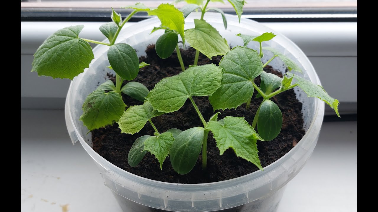 Ako si vypestovať priesady uhoriek.