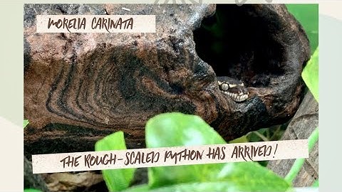 Rough-Scaled Python: Arrival, Unboxing, and 1-Month Later.