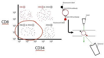 USMLE Step 1 Flow Cytometry