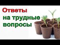 Рассада томатов и перца 2022. Ответы на опросы