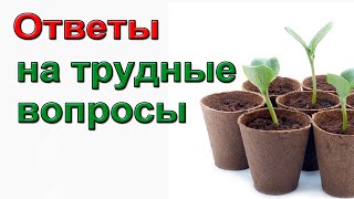 Рассада томатов и перца 2022. Ответы на опросы