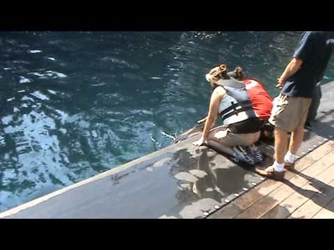 Dolphin Talk At Vancouver Aquarium