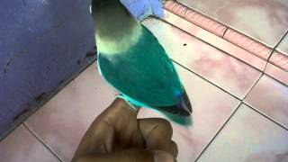 Lovebird ”kinanti” ngekek di tangan