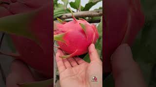 Pitahaya Townsend pink 😋 #dragonfruit #pitahaya #plantas #pitaya #fruit