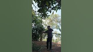 Ambik buluh buat galah...#pkp3.0 #akubudakkampong #bamboo