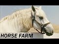Horse Breeding and Care at Hidden Valley Farm