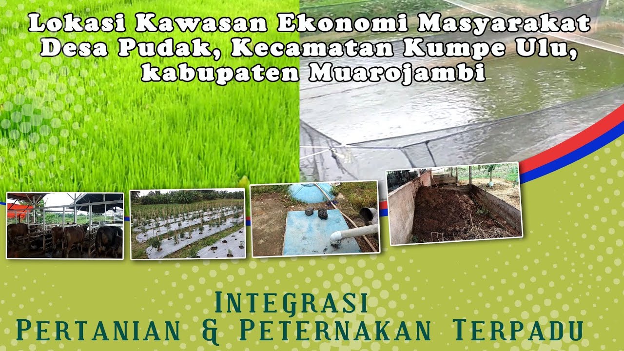 Integrasi Pertanian-Peternakan: Kunci Menuju Pundi-pundi Petani Desa Tayem