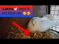 Lakha 🕊️ कबूतर के बच्चे निकल आए।। par ye bache ke kya #pigeon#pigeontreindig#vlog#groundrollerpigeon