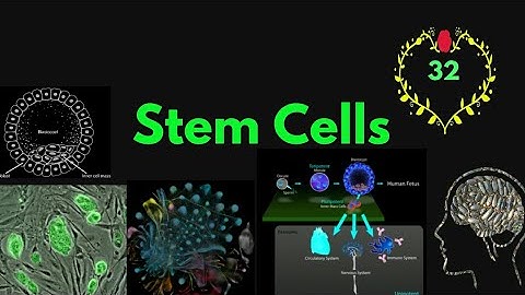 Stem Cells Explained: Definition, Location, Types, and Sources | @EnteMicrobialWorld #biology #yt