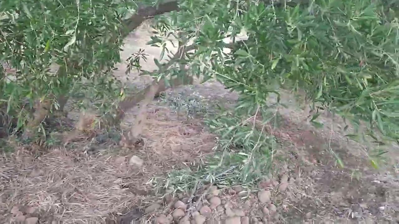 Retención de agua en alcorques de olivar tradicional #olivar #gestióndelagua  #erosioncontrol