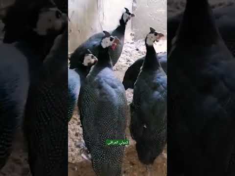 القبج أو الدجاج الفرعوني