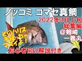 【総集編＋初心者向け解説】なんてこっ鯛！ノッコミ・コマセ真鯛釣り2022年3月上旬 @剱崎（剣崎） 一義丸