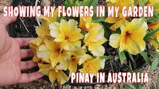 Showing My Lovely Flowers In My Garden Pinay In Australia