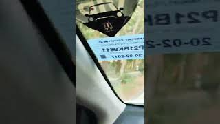 Pine Tree Forest In Kodaik