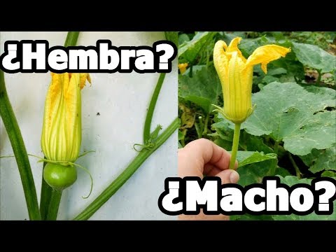 Video: Cómo saber la diferencia entre flores de calabaza macho y hembra