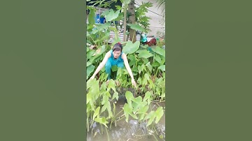 Đặt lợp cá lóc đồng mùa nước nổi #xuhướng #xuhuongyoutube #321shorts #shrots