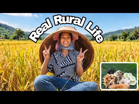 I Went Alone To Harvest Rice In Jhum Field || Daily Rurallife || Nagaland farming #food #vlog
