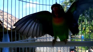 Burung lovebird memanggil lawan