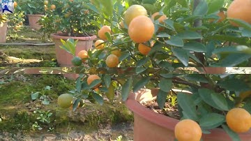 quất tết 2022 trên chậu nhựa, quất bonsai mini, giá quất liên hệ sđt chủ vườn trong clip