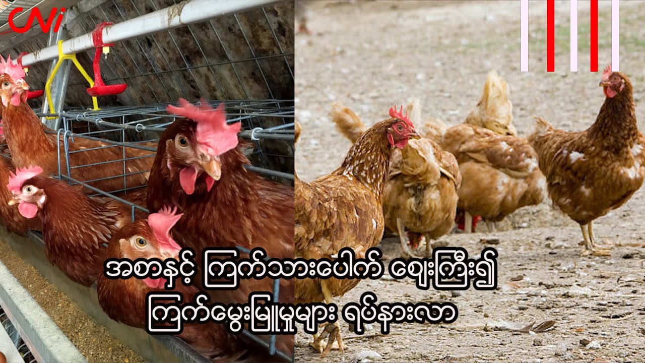 အစာနှင့် ကြက်သားပေါက် ဈေးကြီး၍ ကြက်မွေးမြူမှုများ ရပ်နားလာ