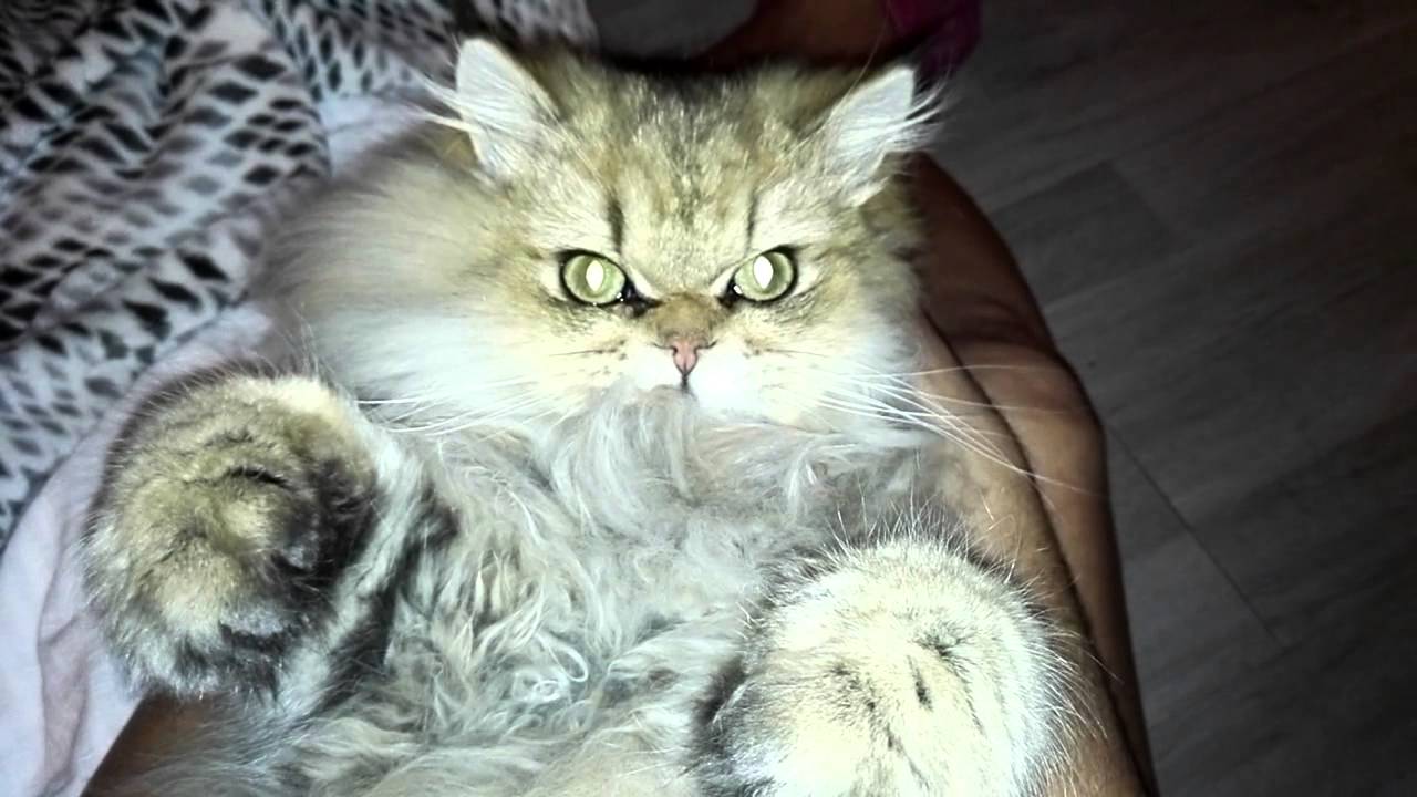 Chat Qui Fait Coucou Youtube