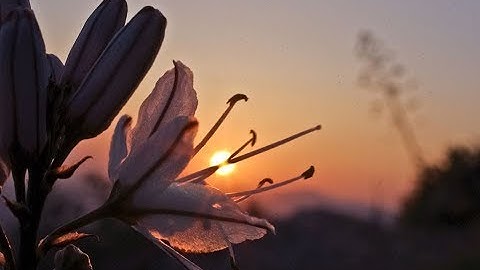 سورة فصلت HD القارئ وديع اليمني تلاوه جميله ماشاء الله Surah fosilat Best voice