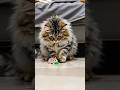 Just a Cat Spreading Happiness #cat #nicecat