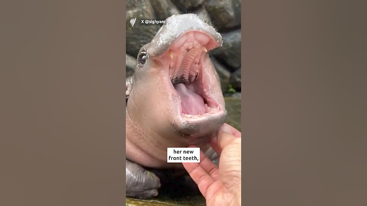 2024 Throwback: How Moo Deng, the viral baby pygmy hippo, became a global sensation 🦛