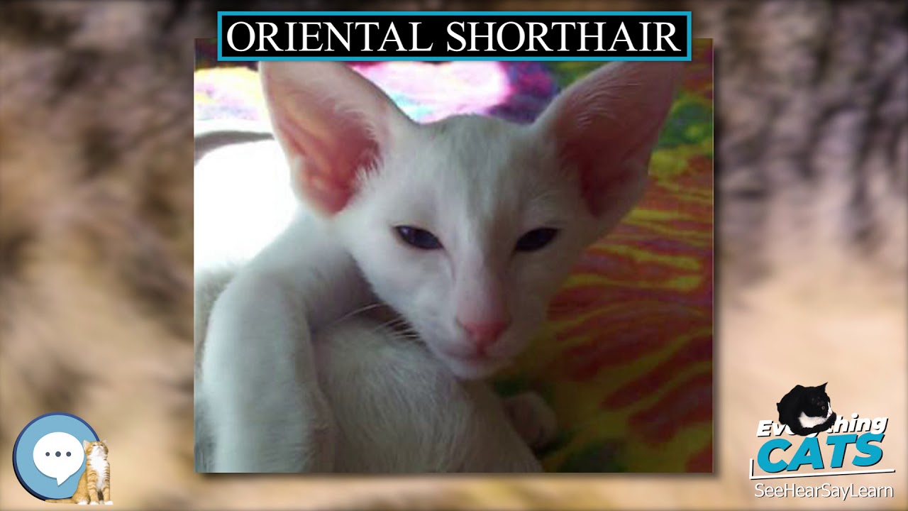 Oriental Shorthair Everything Cats Youtube Oriental Shorthair Everything Cats Youtube