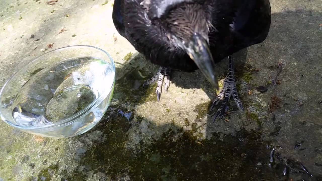 Tame Raven In My Garden YouTube
