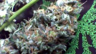 Just showing a little preview of some buds I harvested. I'm not the...