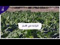 الزراعة في محافظة الانبار