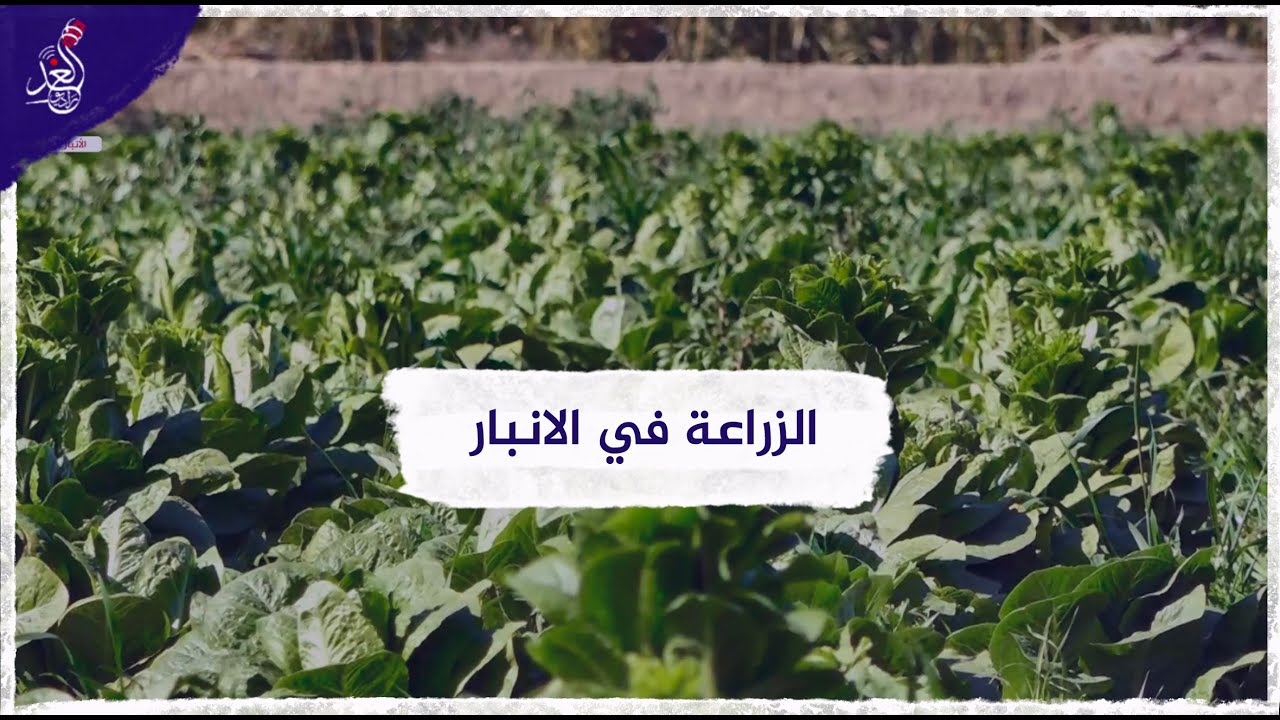 الزراعة في محافظة الانبار