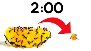 2 Minute Timer [ANTS vs ORANGE]