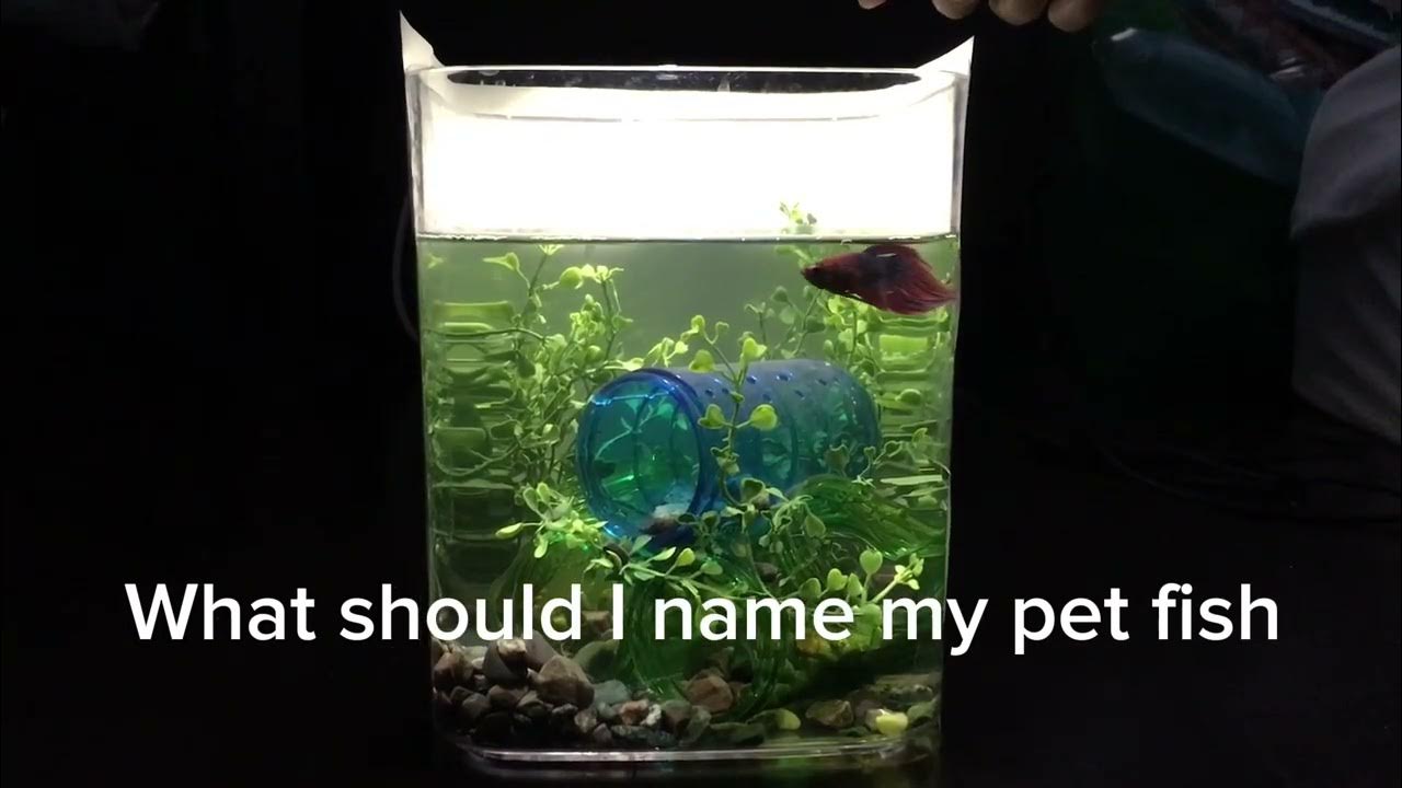 What should I name my pet fish YouTube