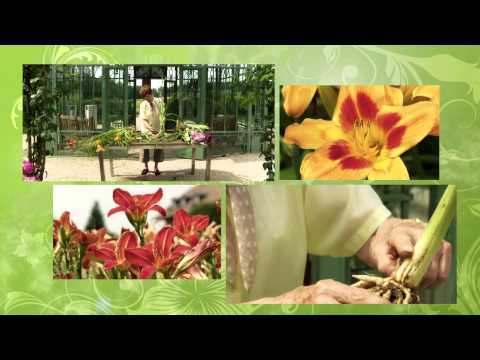 Vidéo: Growing Daylilies - Conseils pour l'entretien des hémérocalles