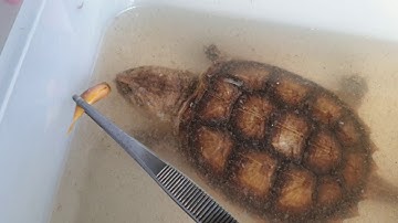 Ngắm Rùa Common Snap đã từng có tại Ú Ù PETSHOP