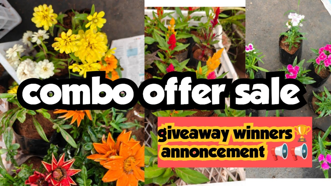 Combo offer sale||sera's gardens||25-02-26